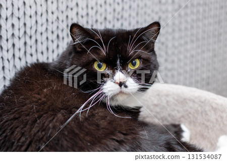 A black and white cat with yellow eyes gazes curiously at the camera A black and white cat with yellow eyes gazes curiously at the camera 131534087
