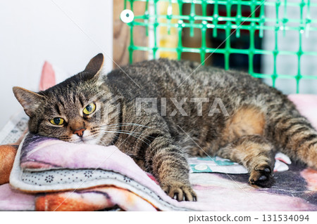 A fluffy cat is laying comfortably on a pink blanket thats on a table 131534094