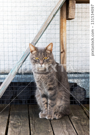 A gray cat is comfortably sitting on a wooden deck while gazing at the camera A gray cat is comfortably sitting on a wooden deck while gazing at the camera 131534097