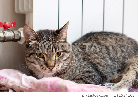 A cat is peacefully laying on a warm blanket beside a radiator A cat is peacefully laying on a warm blanket beside a radiator 131534103