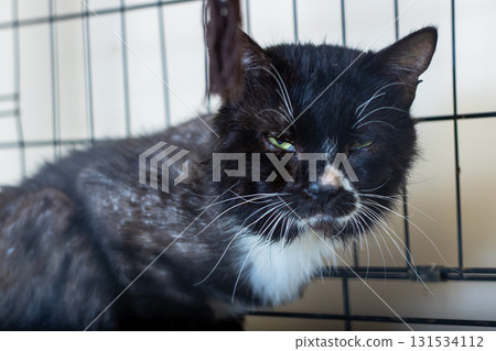 A black and white cat is currently sitting quietly in a cage 131534112