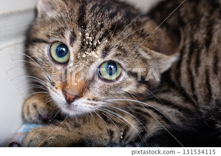 This is a detailed closeup image of a cat showcasing its beautiful green eyes 131534115