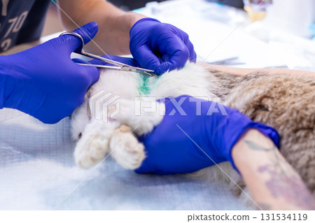 An individual dressed in blue gloves is currently working on a cat 131534119