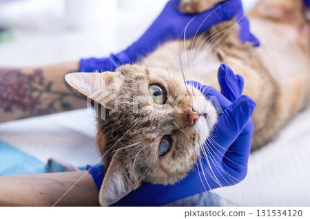 A cat is being examined by a person in blue gloves for safety 131534120
