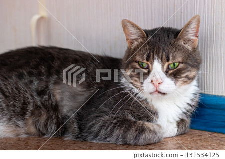 A cat with vibrant green eyes is comfortably laying down on the floor A cat with vibrant green eyes is comfortably laying down on the floor 131534125