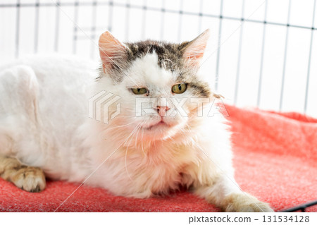 A fluffy white cat is comfortably laying on a bright red blanket inside a cage A fluffy white cat is comfortably laying on a bright red blanket inside a cage 131534128