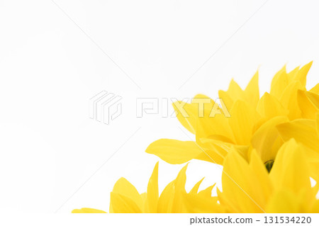 白色背景下黃色噴霧菊花的微距攝影 01 白色背景下黃色噴霧菊花的微距攝影 01 131534220