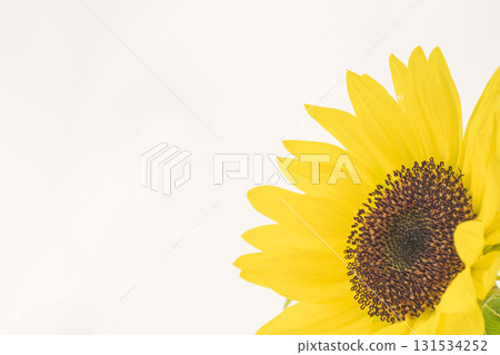 Macro photography of a small sunflower flower on a white background 03 Macro photography of a small sunflower flower on a white background 03 131534252