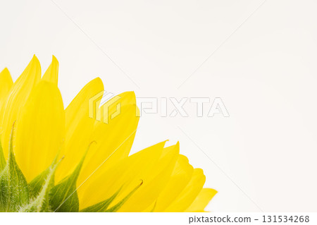 Macro shot of a small sunflower flower on a white background 18 131534268