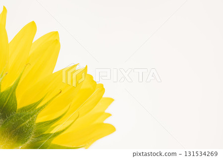 Macro shot of a small sunflower flower on a white background 19 131534269