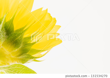 Macro photography of small sunflower flowers on white background 20 131534270