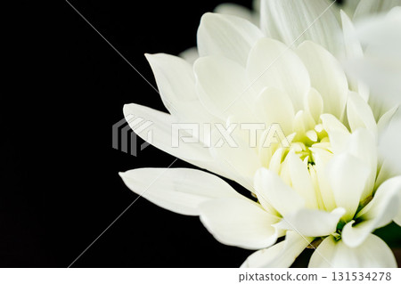 Macro shot of white spray chrysanthemum against a black background 07 Macro shot of white spray chrysanthemum against a black background 07 131534278