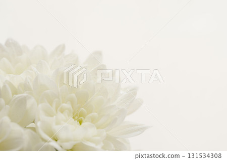 Macro photography of white chrysanthemum flowers on a white background 05 Macro photography of white chrysanthemum flowers on a white background 05 131534308