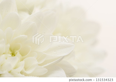 白色背景下白色菊花的微距拍攝 19 白色背景下白色菊花的微距拍攝 19 131534323