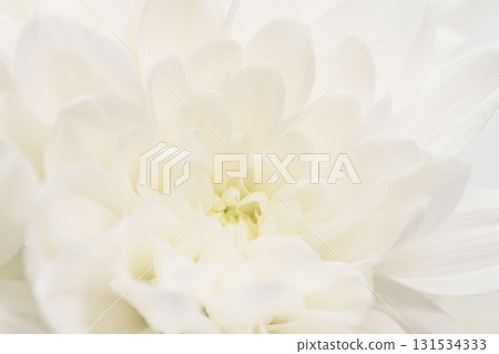 Macro shot of white chrysanthemum flowers on a white background 28 Macro shot of white chrysanthemum flowers on a white background 28 131534333