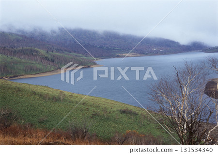 A single birch tree standing on the shore of Lake Nozori in the morning 131534340