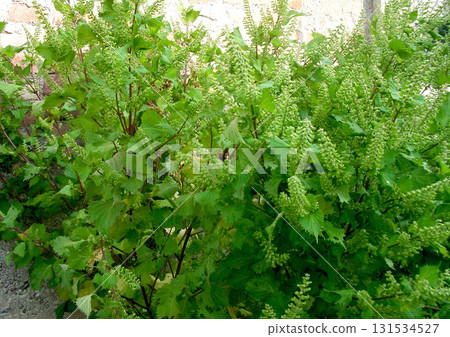 Perilla, green perilla fruit, green shiso, shiso Perilla, green perilla fruit, green shiso, shiso 131534527