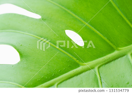 Monstera leaf with water droplets on white background 59 131534779