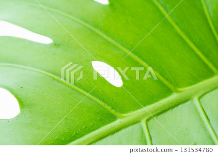 Monstera leaf with water droplets on white background 60 Monstera leaf with water droplets on white background 60 131534780