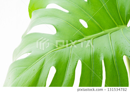 白色背景上有水滴的龜背竹葉 62 白色背景上有水滴的龜背竹葉 62 131534782