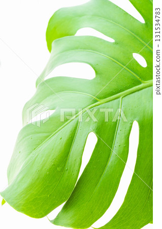 白色背景上有水滴的龜背竹葉 63 白色背景上有水滴的龜背竹葉 63 131534783