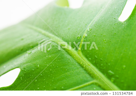 白色背景上有水滴的龜背竹葉 65 白色背景上有水滴的龜背竹葉 65 131534784