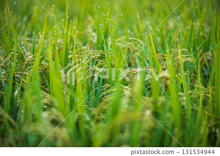 Rice ear wet in morning dew 131534944