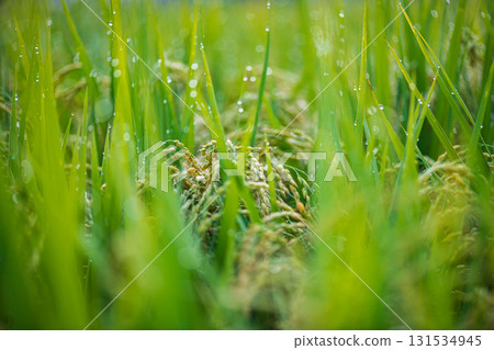 Rice ear wet in morning dew 131534945