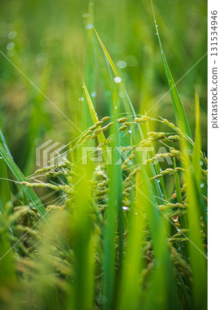 Rice ear wet in morning dew Rice ear wet in morning dew 131534946