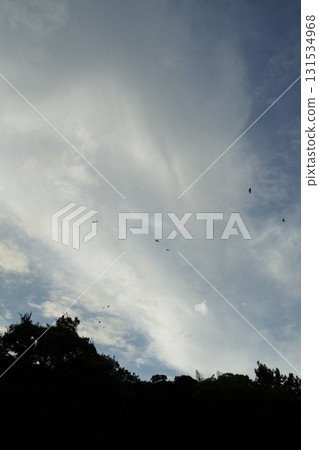 鳥兒飛翔在天空中 131534968