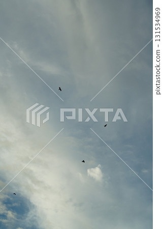 鳥兒飛翔在天空中 鳥兒飛翔在天空中 131534969