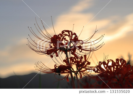 A cluster amaryllis of dusk 131535020