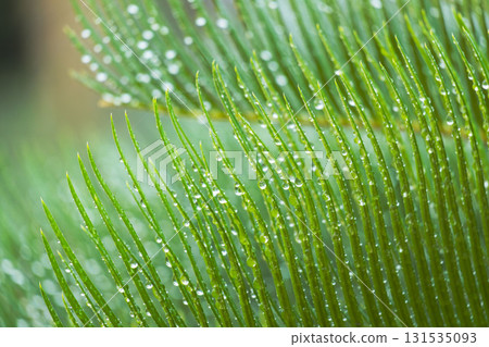 下雨天：水滴在濕潤的蘇鐵葉上閃閃發光 01 131535093