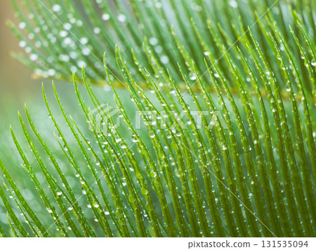 下雨天：水滴在濕潤的蘇鐵葉上閃閃發光 02 131535094