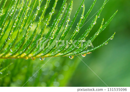 下雨天：水滴在濕潤的蘇鐵葉上閃閃發光 04 131535096