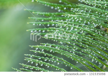 下雨天:水滴在濕潤的蘇鐵葉上閃閃發光 06 下雨天:水滴在濕潤的蘇鐵葉上閃閃發光 06 131535098