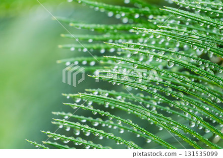 下雨天：水滴在濕潤的蘇鐵葉上閃閃發光 07 131535099
