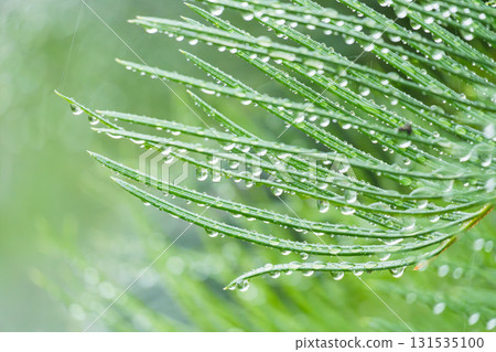 下雨天:水滴在濕潤的蘇鐵葉上閃閃發光 08 下雨天:水滴在濕潤的蘇鐵葉上閃閃發光 08 131535100