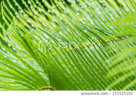 Rainy day: Water droplets on the wet cycad leaves create a shining light. Rainy day: Water droplets on the wet cycad leaves create a shining light. 131535102