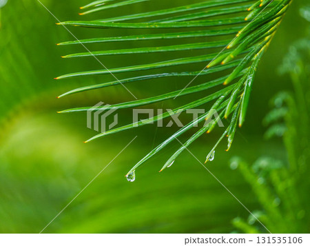雨天:水珠在濕潤的蘇鐵葉上閃閃發光。 雨天:水珠在濕潤的蘇鐵葉上閃閃發光。 131535106