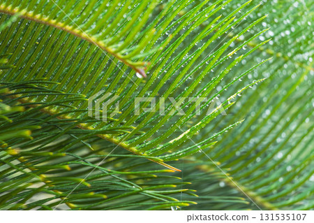 雨天:水珠在濕潤的蘇鐵葉上閃閃發光。 雨天:水珠在濕潤的蘇鐵葉上閃閃發光。 131535107