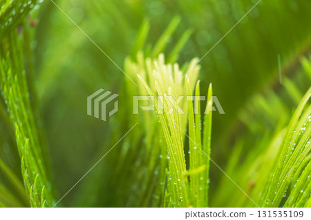 下雨天：水珠在濕潤的蘇鐵葉上閃閃發光 17 131535109