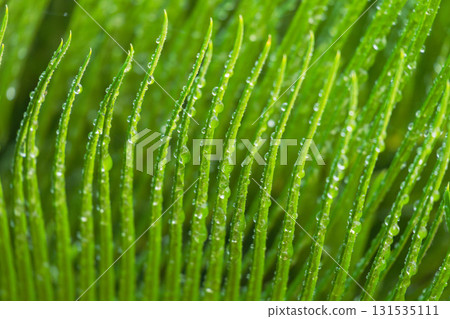 Rainy day: Drops of water shine on the wet cycad leaves 19 131535111