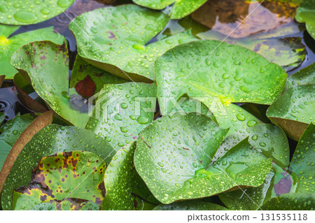 A pond in the summer rain, lotus leaves wet with water droplets 104 A pond in the summer rain, lotus leaves wet with water droplets 104 131535118