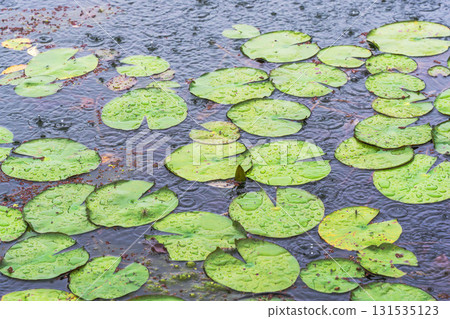 A pond in the summer rain - lotus leaves wet with water droplets 109 A pond in the summer rain - lotus leaves wet with water droplets 109 131535123