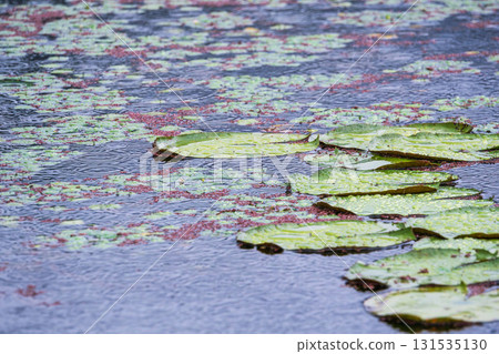 A pond in the summer rain - lotus leaves wet with water droplets 116 131535130