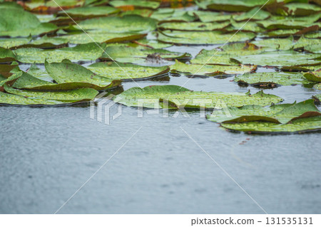 夏雨中的池塘－荷葉上沾滿水珠 117 131535131
