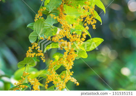 Autumn flowers: Orange maple flowers 04 131535151