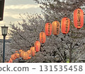 Cherry blossoms in full bloom and paper lanterns (Minami-Magome, Ota Ward, Tokyo) 131535458