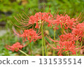 The arrival of autumn: cluster amaryllis blooming in the autumn fields 131535514